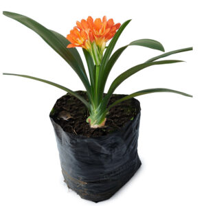 Clivia Miniata –Bush Lily (Orange)