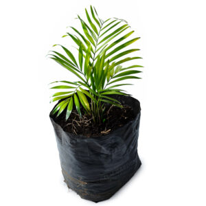 Palm Garden -Dypsis Lutescens – Areca Palm (Indoor Palm)