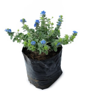 Evolvulus glomeratus – Blue Daze