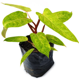 Palm Garden- Philodendron-Painted Lady
