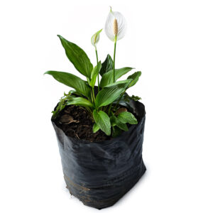 Palm Garden-Spathiphyllum  – Peace Lily