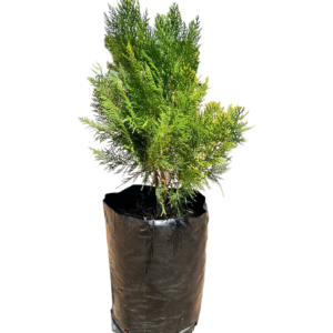 Aurea Nana Compacta 'Platycladus orientali' (Gold Rider)